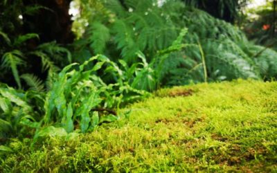 Grzybobranie, czyli jesienne wyprawy w las