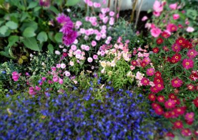 Ogród Botaniczny w Akureyri