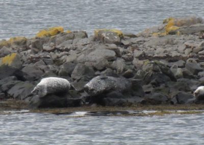 Półwysep Skagaheiði