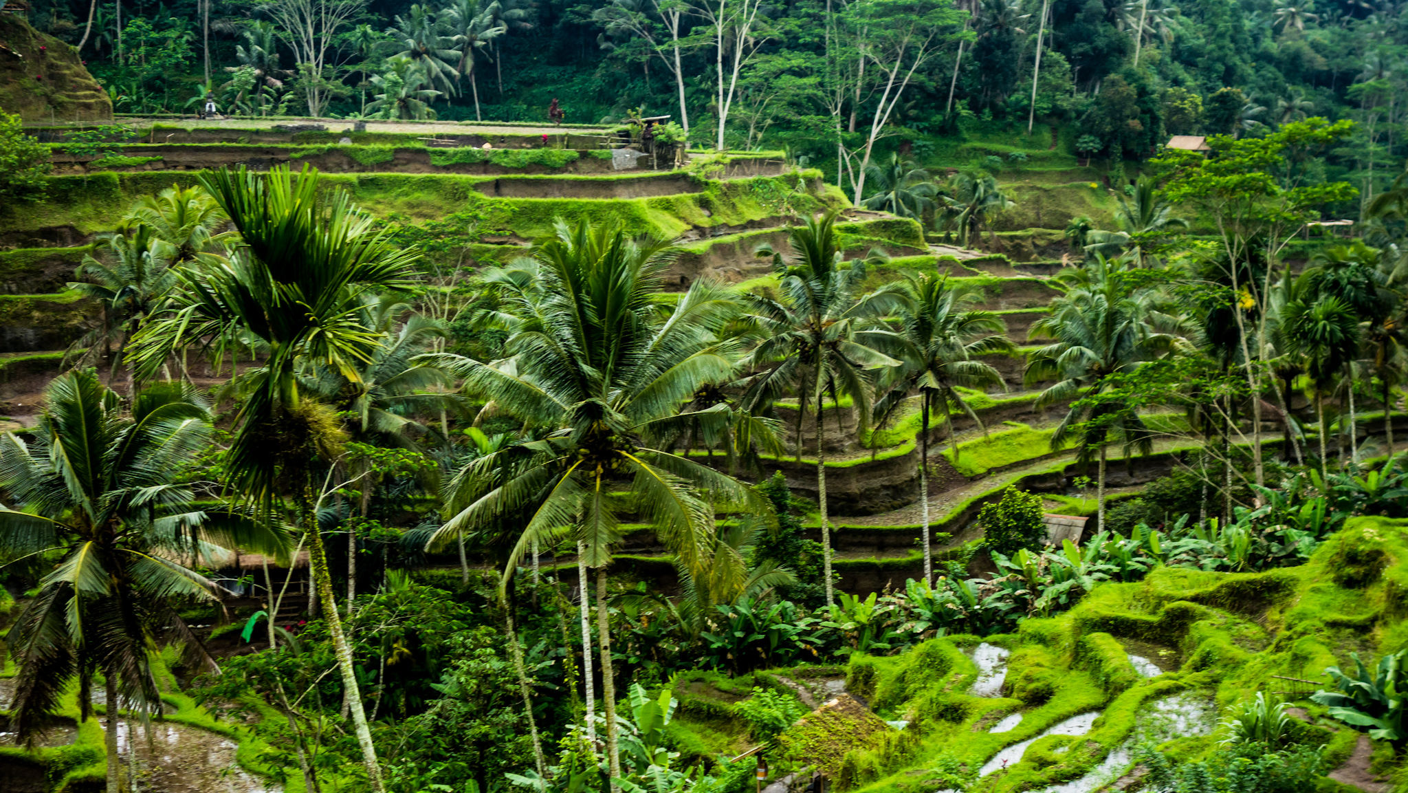 Bali Bali